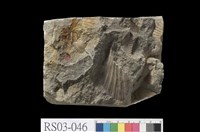 藏品(砂岩)的圖片